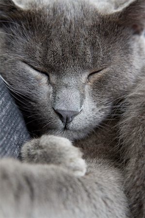 Sleepy gris chat sur un canapé Photographie de stock - Aubaine LD & Abonnement, Code: 400-04137799