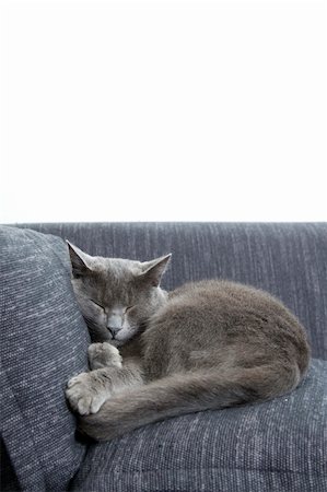 sleepy gray cat on a sofa Stock Photo - Budget Royalty-Free & Subscription, Code: 400-04137800