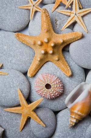 Schönen Hintergrund mit Seestern, Muscheln und ein Seeigel Stockbilder - Microstock & Abonnement, Bildnummer: 400-04137924