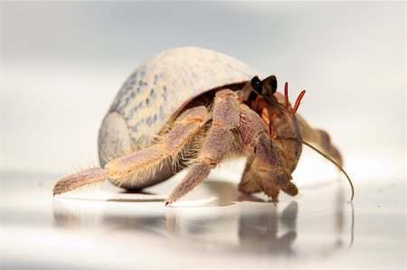 A Hermit Crab walking on a beach chair in the morning sunlight Stock Photo - Budget Royalty-Free & Subscription, Code: 400-04138541