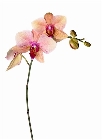 simsearch:400-04596018,k - Orchidee Rosa-Gelb auf weiß Stockbilder - Microstock & Abonnement, Bildnummer: 400-04138572