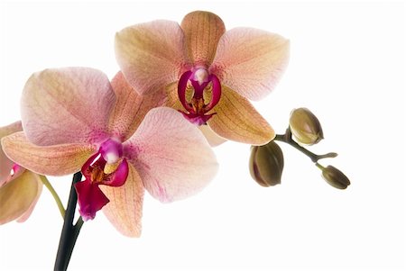 simsearch:841-02946335,k - pink-yellow orchid on white Fotografie stock - Microstock e Abbonamento, Codice: 400-04138573