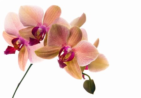 simsearch:841-02946335,k - pink-yellow orchid on white Fotografie stock - Microstock e Abbonamento, Codice: 400-04138580