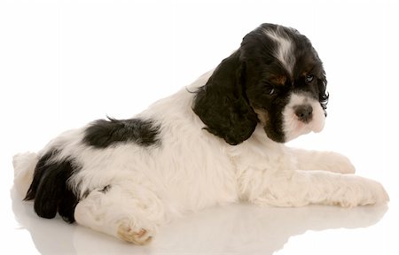 simsearch:400-08651756,k - tricolor american cocker spaniel puppy with reflection on white background - six weeks old Fotografie stock - Microstock e Abbonamento, Codice: 400-04138646