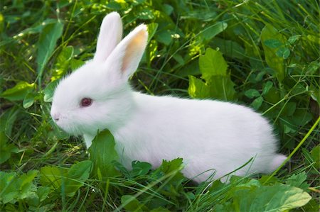 fluffy white rabbit - Small white bunny (rabbit) sitting in a grass on a pasture Stock Photo - Budget Royalty-Free & Subscription, Code: 400-04139463