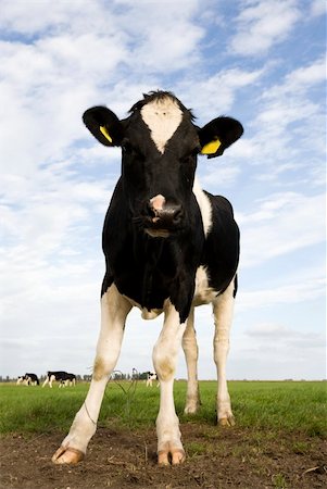 dutch cow pictures - Vache hollandaise dans la prairie Photographie de stock - Aubaine LD & Abonnement, Code: 400-04139998