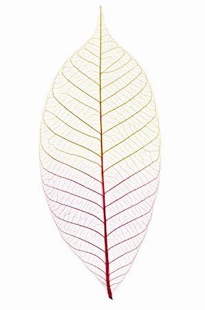 Closeup of dried rubber tree skeleton leaf Stock Photo - Budget Royalty-Free & Subscription, Code: 400-04130271