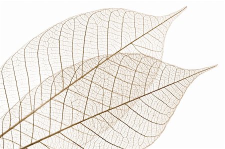 simsearch:625-00836433,k - Closeup of dried rubber tree skeleton leaves Foto de stock - Super Valor sin royalties y Suscripción, Código: 400-04130273