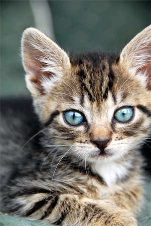 simsearch:400-06090463,k - little baby mixed-brad cat with blue eyes portrait Foto de stock - Royalty-Free Super Valor e Assinatura, Número: 400-04130374