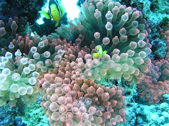 Underwater shot of coral Maldives Islands Foto de stock - Sin royalties, Artista: photoblueice, Código de la imagen: 400-04131060
