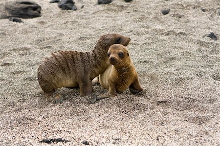 simsearch:400-08072090,k - Sea lion pups playing in the shade on the Galapagos Islands Stock Photo - Budget Royalty-Free & Subscription, Code: 400-04131061