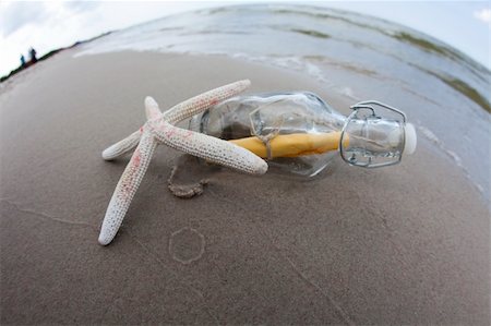 Shell sur une belle plage de sable fin. Photographie de stock - Aubaine LD & Abonnement, Code: 400-04131362