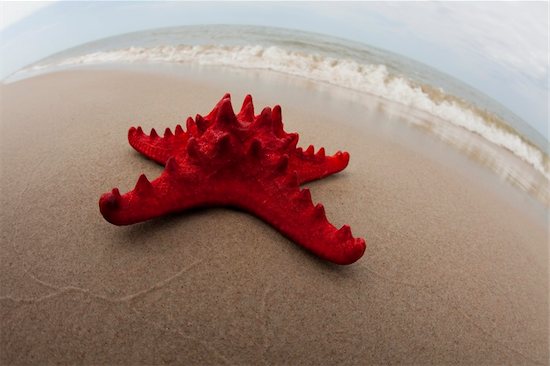 Shell on a nice sandy beach. Foto de stock - Sin royalties, Artista: JanPietruszka, Código de la imagen: 400-04132166