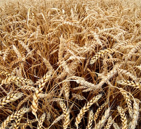 ears of wheat are in the field Foto de stock - Royalty-Free Super Valor e Assinatura, Número: 400-04132992