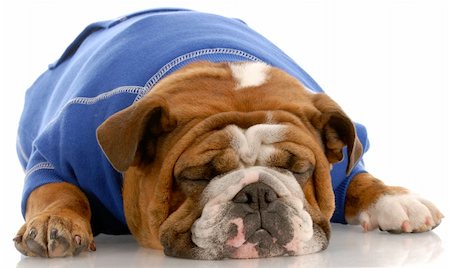 simsearch:400-04576043,k - english bulldog wearing blue sweater sleeping on white background Stock Photo - Budget Royalty-Free & Subscription, Code: 400-04133353