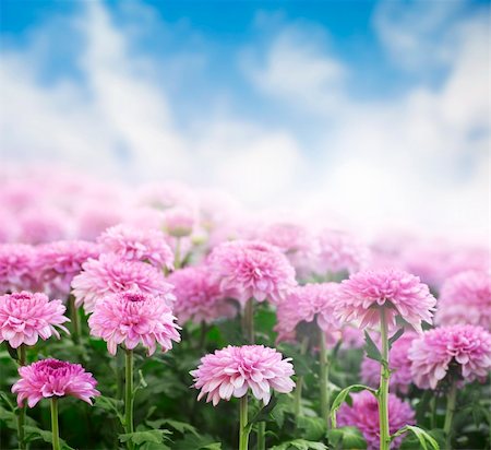 simsearch:622-02757796,k - Chrysanthemum field in a morning with sky as background. Stock Photo - Budget Royalty-Free & Subscription, Code: 400-04133707