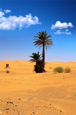 palm tree in the sahara desert - palm tree and cumulus clouds Stock Photo - Budget Royalty-Free & Subscription, Code: 400-04133944