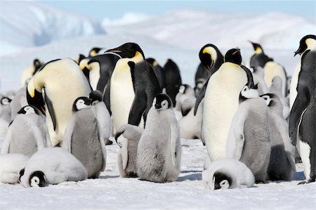 Emperor penguins (Aptenodytes forsteri) on the ice in the Weddell Sea, Antarctica Stock Photo - Budget Royalty-Free & Subscription, Code: 400-04133949