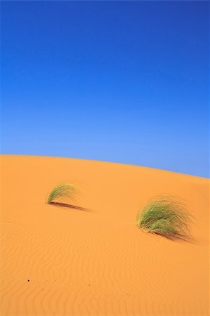 simsearch:400-04173967,k - lonely tufts of grass on sand dune Fotografie stock - Microstock e Abbonamento, Codice: 400-04133943