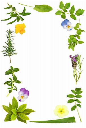 simsearch:400-06531157,k - Herb leaf selection with lavender, viola and primrose spring flowers forming an abstract border, over white background. Foto de stock - Royalty-Free Super Valor e Assinatura, Número: 400-04144565