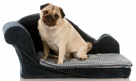 dog pug - pug dog sitting on a blue dog couch Stock Photo - Budget Royalty-Free & Subscription, Code: 400-04144837