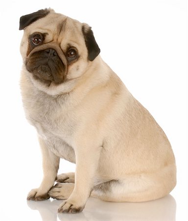 pug, not people - fawn pug dog sitting with reflection on white background Stock Photo - Budget Royalty-Free & Subscription, Code: 400-04144840
