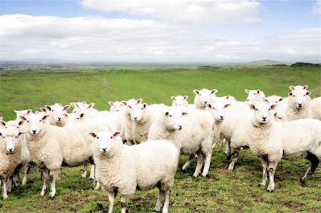 simsearch:400-05684520,k - Sheep standing in paddock. Facing camera. Stock Photo - Budget Royalty-Free & Subscription, Code: 400-04144881