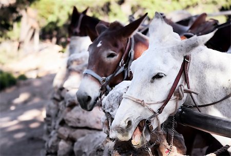 simsearch:400-07955646,k - Noisy pack mules in a stable near the Grand canyon Stock Photo - Budget Royalty-Free & Subscription, Code: 400-04145061