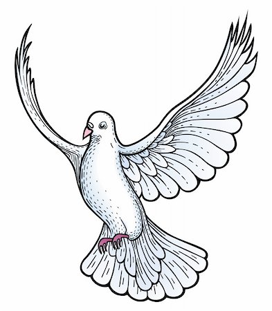 pigeon white - White dove vector Stock Photo - Budget Royalty-Free & Subscription, Code: 400-04145814