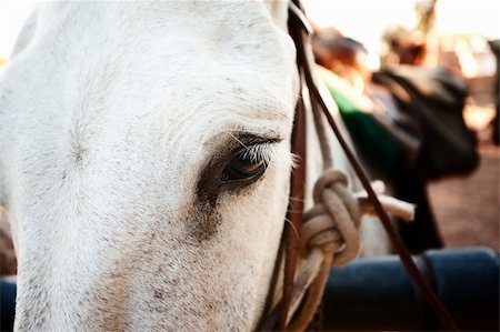 simsearch:400-07955646,k - Closeup on the eye of a pack mule near the Grand Canyon Stock Photo - Budget Royalty-Free & Subscription, Code: 400-04145996