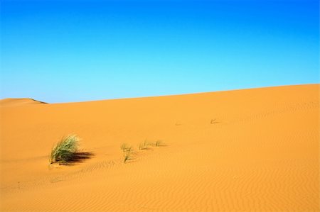 simsearch:400-05192544,k - sand dunes and a lonely tuft of grass Stock Photo - Budget Royalty-Free & Subscription, Code: 400-04146472