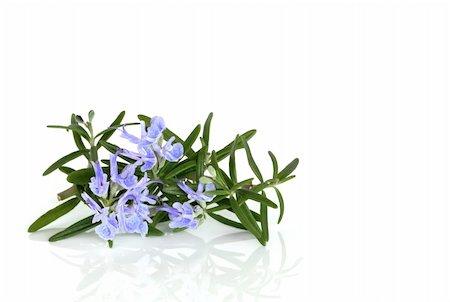 simsearch:400-04085229,k - Rosemary herb leaf in flower  over white background. Foto de stock - Royalty-Free Super Valor e Assinatura, Número: 400-04146527