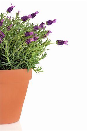 simsearch:400-07175956,k - Lavender herb plant section in flower growing in a terracotta pot, over white background. Stock Photo - Budget Royalty-Free & Subscription, Code: 400-04146523