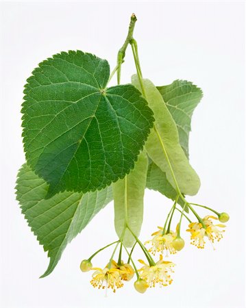 Flowers of linden-tree on a white background Foto de stock - Royalty-Free Super Valor e Assinatura, Número: 400-04147864