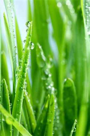 simsearch:400-05362449,k - Green grass on a white background Photographie de stock - Aubaine LD & Abonnement, Code: 400-04147863