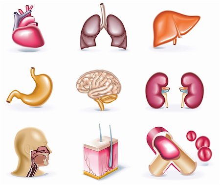 physiology - Set of highly detailed cartoon icons Stock Photo - Budget Royalty-Free & Subscription, Code: 400-04148037