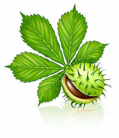 prickly object - chestnut seed fruit with green leaf isolated on white vector illustration Stock Photo - Budget Royalty-Free & Subscription, Code: 400-04148119