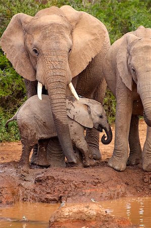 simsearch:400-04479869,k - Baby elephant being protected by its mother Photographie de stock - Aubaine LD & Abonnement, Code: 400-04148165