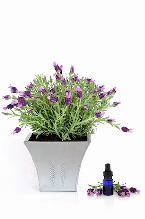 simsearch:400-04141304,k - Lavender herb plant in flower in a distressed pewter pot, with an aromatherapy essential oil glass dropper bottle and flowering leaf sprig, over white background. Photographie de stock - Aubaine LD & Abonnement, Code: 400-04148938