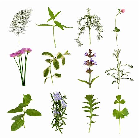 simsearch:400-04085229,k - Herb flowers and leaf sprig selection, over white background. Foto de stock - Royalty-Free Super Valor e Assinatura, Número: 400-04148943