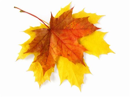 simsearch:859-03041558,k - two bright autumnal maple leaves on white Stock Photo - Budget Royalty-Free & Subscription, Code: 400-04149331