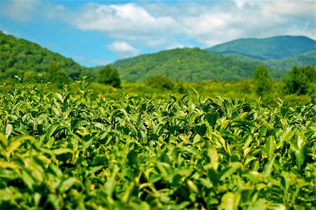 pahang - The most northern tea in the world Foto de stock - Super Valor sin royalties y Suscripción, Código: 400-04149402