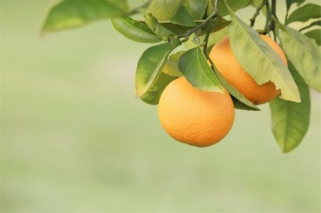 Oranges Hanging on a Fruit Tree Branch in a Farm Stock Photo - Budget Royalty-Free & Subscription, Code: 400-04141021