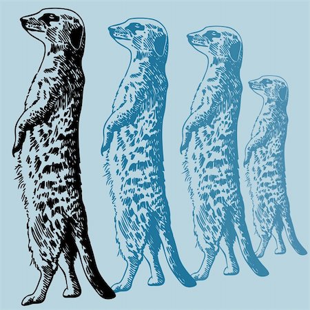 simsearch:400-04160980,k - Hand drawn image of a meercat. Stock Photo - Budget Royalty-Free & Subscription, Code: 400-04141355