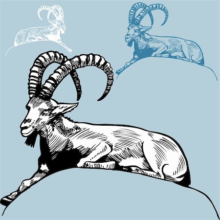 simsearch:400-04160980,k - Hand drawn image of a ram / goat. Stock Photo - Budget Royalty-Free & Subscription, Code: 400-04141358