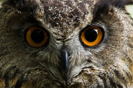 Great orange eyes of eagle owl - the biggest owls in the world - horizontal image Stock Photo - Budget Royalty-Free & Subscription, Code: 400-04141534