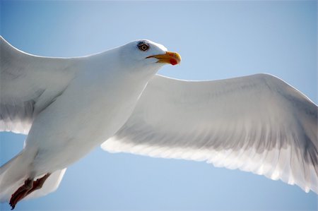 simsearch:400-05893563,k - Seagull Stock Photo - Budget Royalty-Free & Subscription, Code: 400-04141619