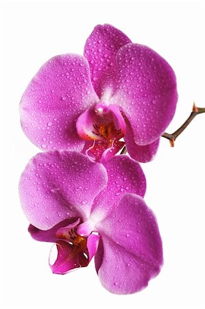 simsearch:633-02417497,k - Pink Orchid Isolated on white Foto de stock - Super Valor sin royalties y Suscripción, Código: 400-04141939