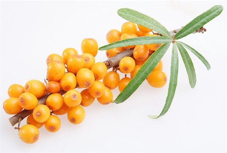 Sea buckthorn on a white background Stock Photo - Budget Royalty-Free & Subscription, Code: 400-04142401