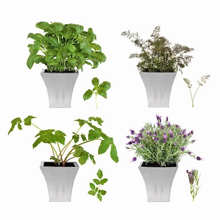 simsearch:400-06531157,k - Lavender, angelica, basil and bronze fennel herbs growing in distressed pewter pots with specimen leaf sprigs, over white background. Foto de stock - Royalty-Free Super Valor e Assinatura, Número: 400-04143510